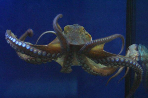 Кракен onoin